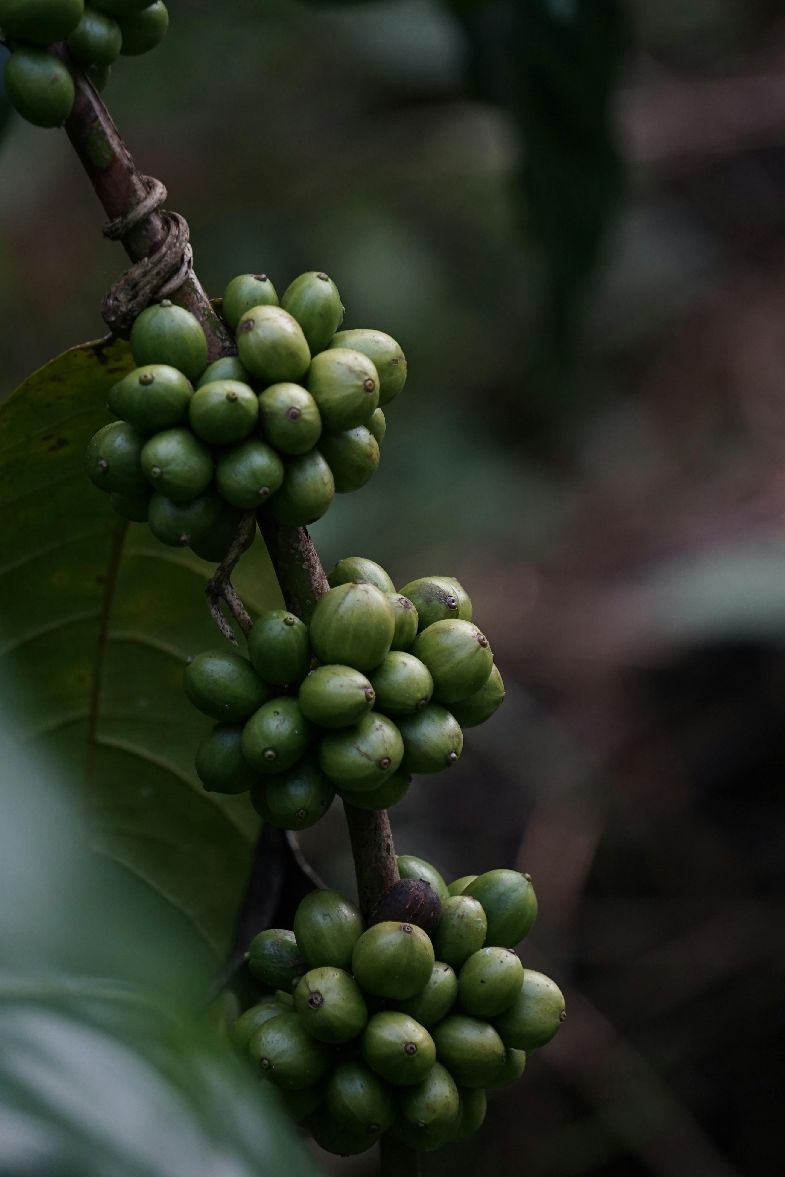 Coffee with latte art